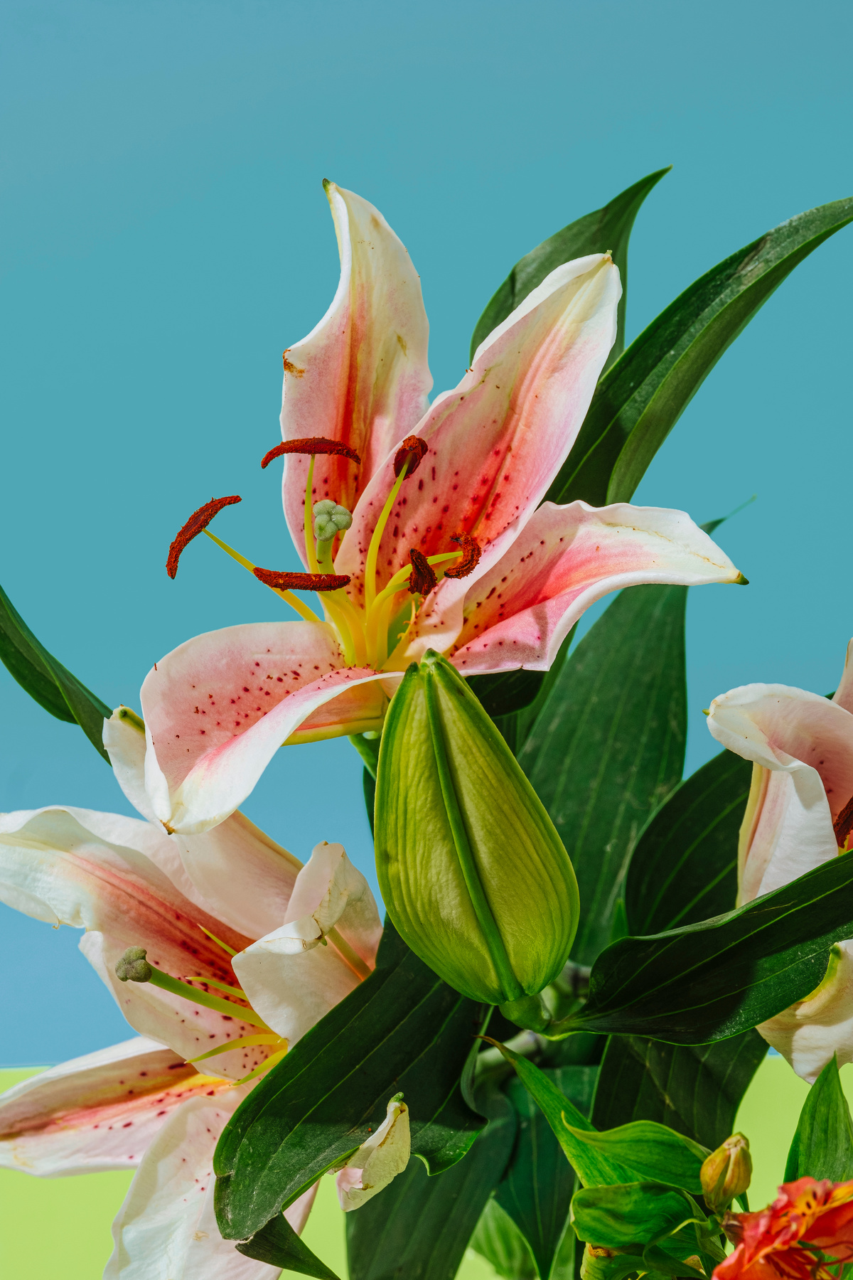 Tiger Lilies on Blue Background